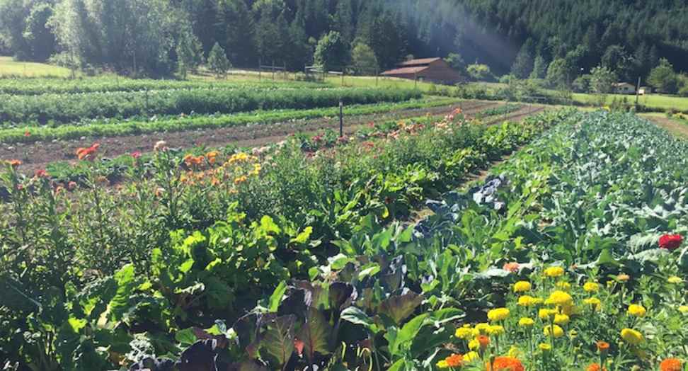 Biodynamic Farming: Balancing Agriculture with Nature's Rhythms